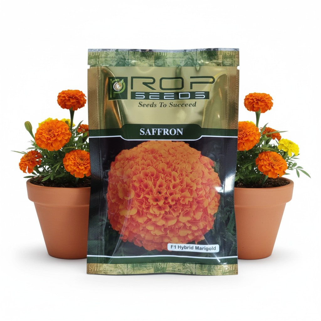 f1 hybrid flower seeds Marigold Saffron F1 Hybrid Rop Seeds KGP