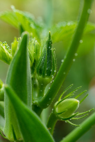 Okra ADV 071 F1 Hybrid Advanta Seeds (भिंडी 250Gm)