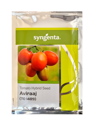 Tomato Aviraaj To 1489 F1 Hybrid Syngenta Seeds (3000N)