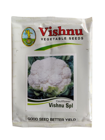 फूलगोभी विष्णु बीज विष्णु स्पेशल