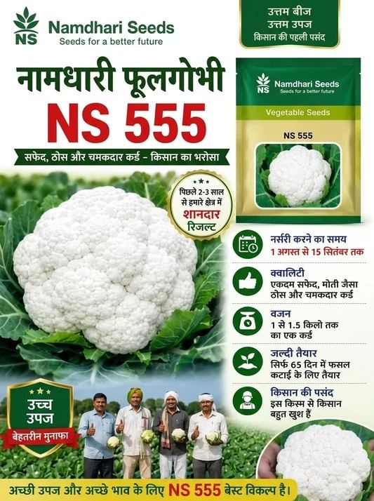 Cauliflower NS 555 F1 Hybrid Namdhari Seeds (2000N)