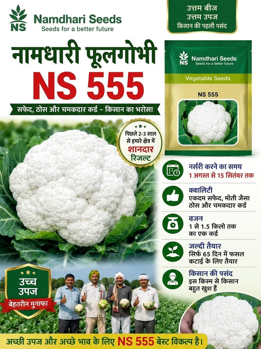 Cauliflower NS 555 F1 Hybrid Namdhari Seeds (2000N)
