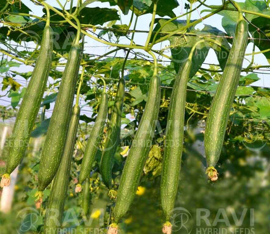 Sponge Gourd RHS Aazia F1 Hybrid Ravi Seeds (50Gm)