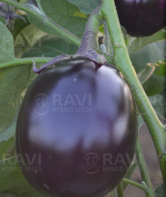 Brinjal RHS Motu F1 Hybrid Ravi Seeds 10Gm