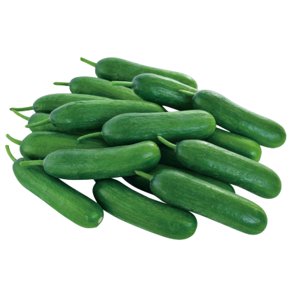 Cucumber Rishita F1 Hybrid Known You Seeds (10Gm)