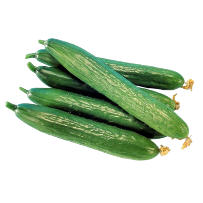 Cucumber Rucha F1 Hybrid Known You Seeds (10Gm)