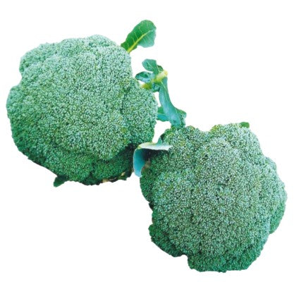 Broccoli Shishir F1 Hybrid Known You Seeds (1 Gm) KGP