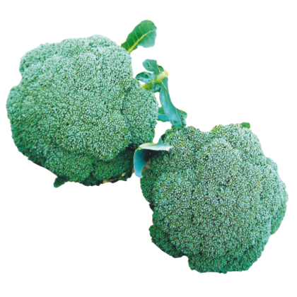 Broccoli Shishir F1 Hybrid Known You Seeds (1 Gm) KGP