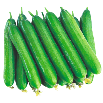Cucumber Simar F1 Hybrid Known You Seeds (10Gm)