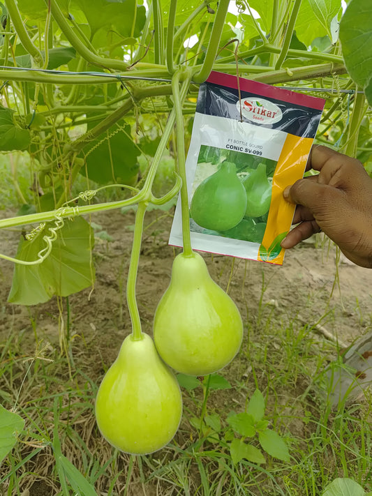 Hybrid Bottle Gourd Conic SV-099 Srikar Seeds