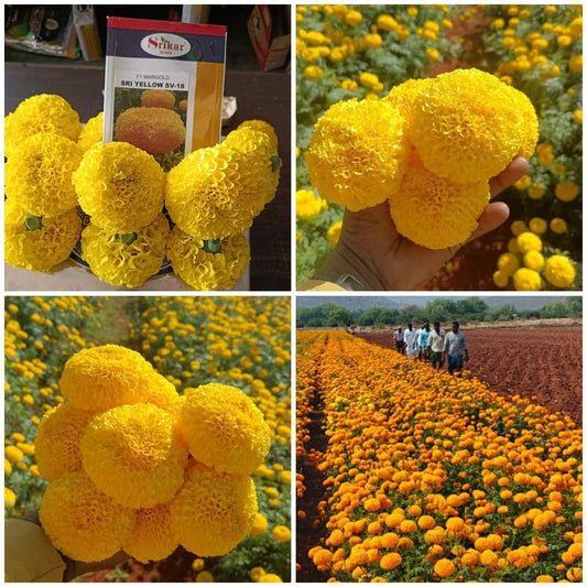 Hybrid Marigold Sri Yellow SV-18 Srikar Seeds