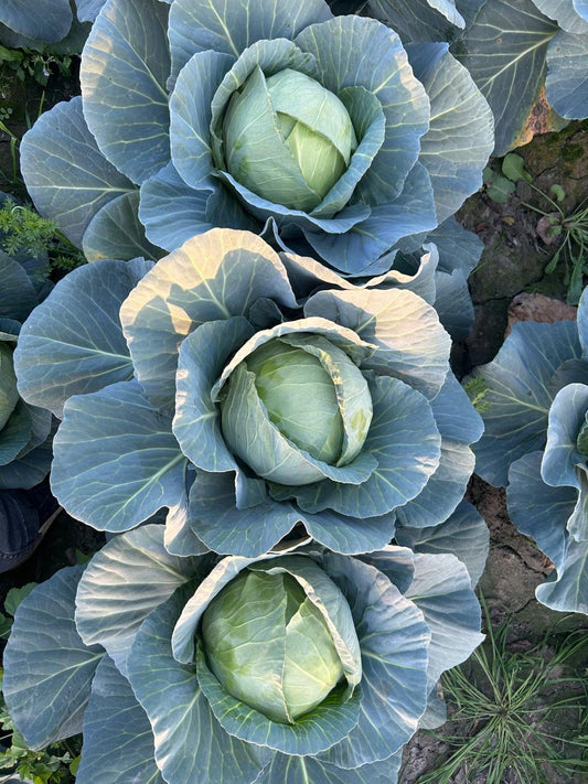 Hybrid Cabbage USM-Prince Unisem Seeds (10Gm)