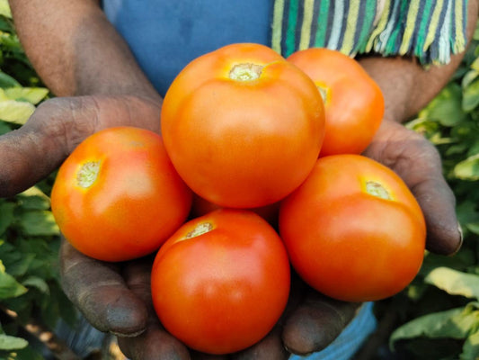 Tomato F1 Abhi SV-405 Srikar Seeds (10Gm)