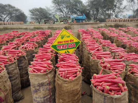 Carrot No. 404 F1 Hybrid Mahyco Sungro Seeds (250Gm)