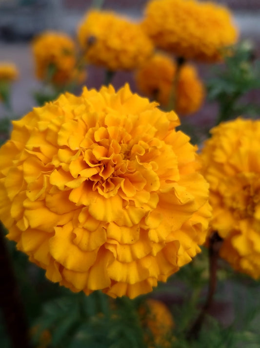 Hybrid Marigold Saffron Rop Seeds (100 Seeds)