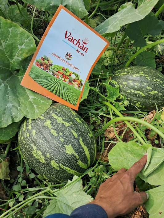 Globe Pumpkin F1 Hybrid Vachan Seeds (25gm)