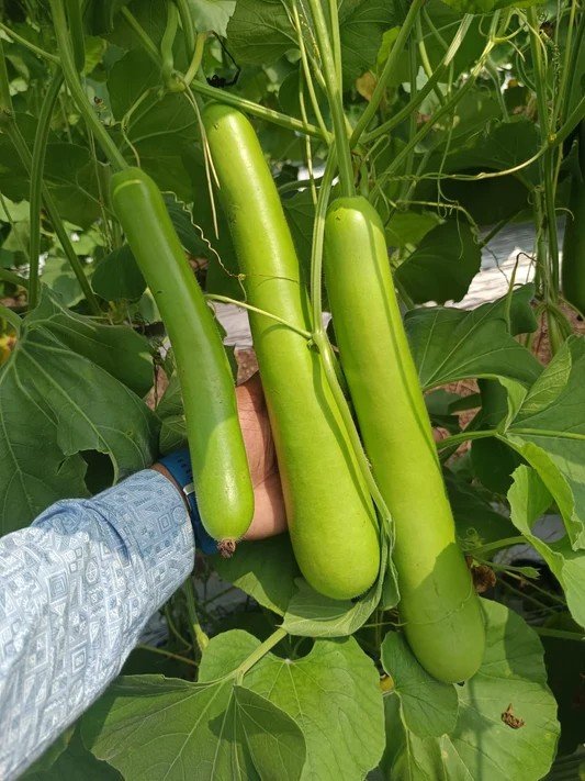 Bottle Gourd 1830 F1 Hybrid Vachan Seeds (50Gm)