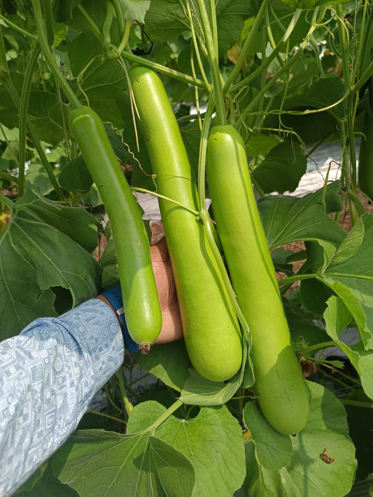 Bottle Gourd 1830 F1 Hybrid Vachan Seeds (50Gm)