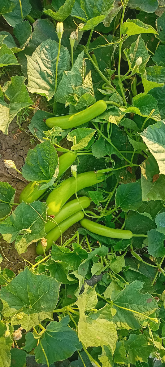 Bottle Gourd Prabhas F1 Hybrid Vachan Seeds (50Gm)
