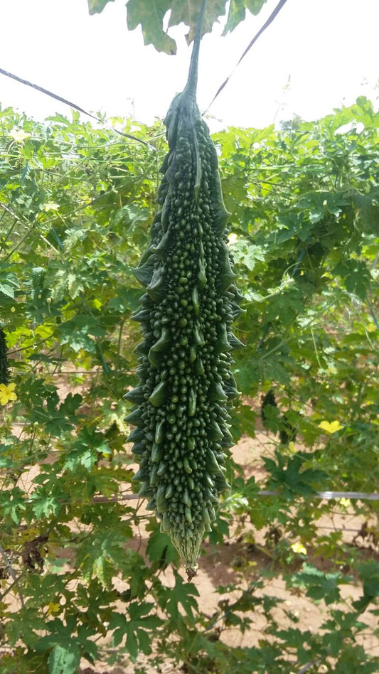Bitter Gourd USM Saahil F1 Hybrid Unisem Seeds (50Gm)