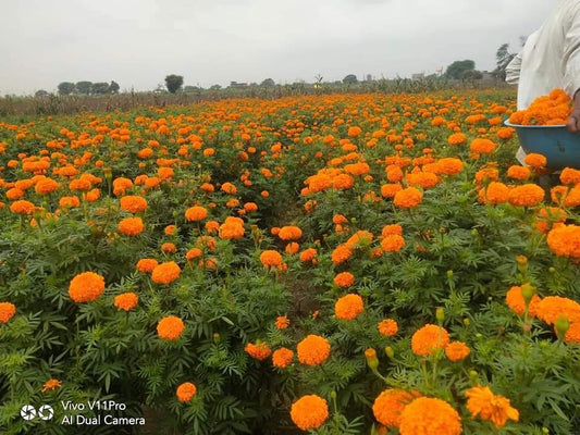 Hybrid Marigold USM-Sindoor Unisem Seeds (1000 Seed)