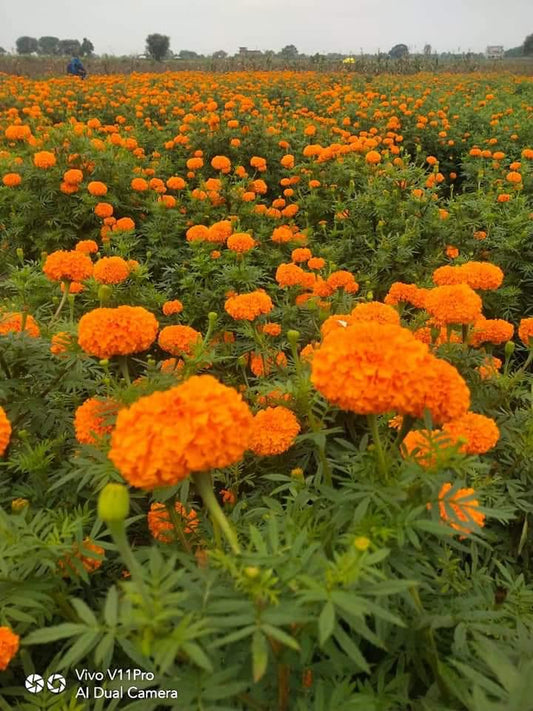 Marigold Saffron F1 Hybrid Rop Seeds KGP