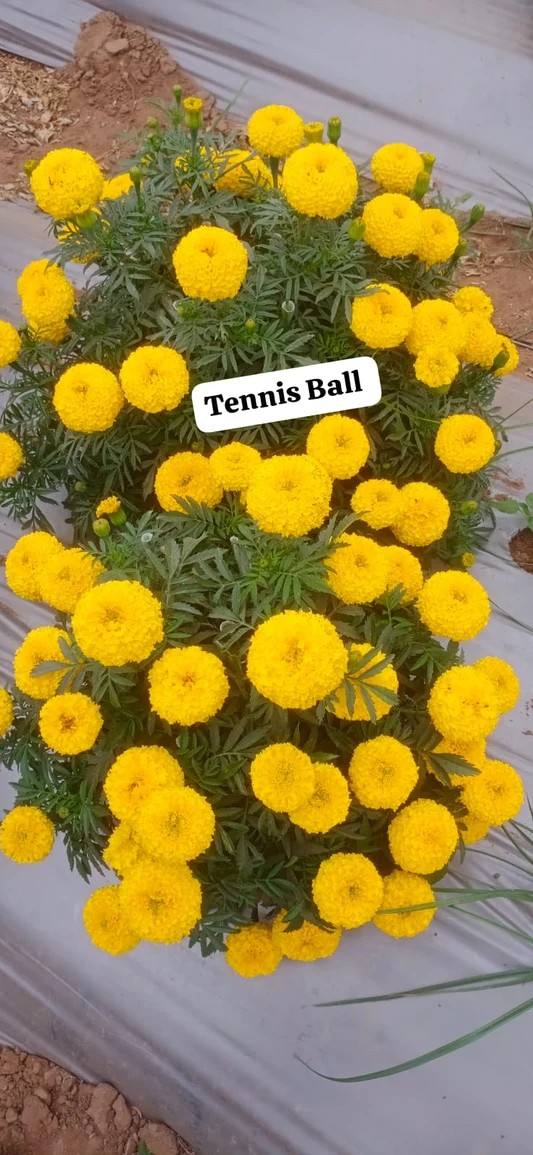 Marigold Tennis Ball F1 Hybrid Indus Seeds (गेंदा)