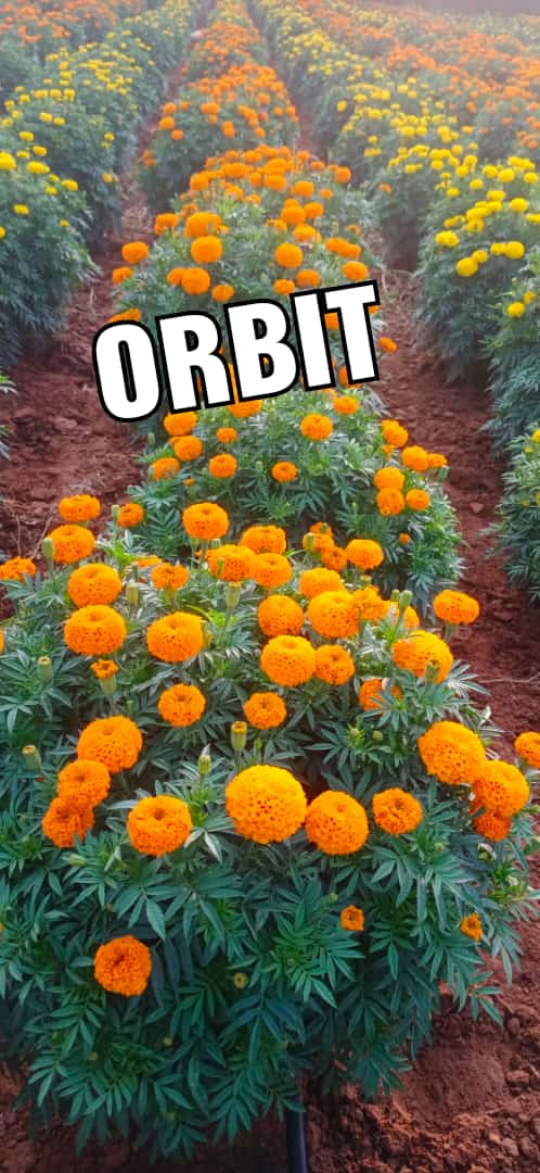 indus marigold seeds Indus Orbit Marigold Seeds buy Online in India