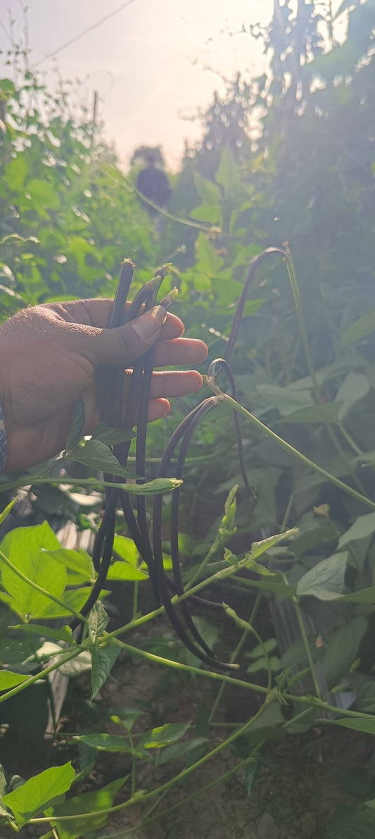 Cowpea Poorvaja F1 Hybrid Dharti Seeds (100 Seed)