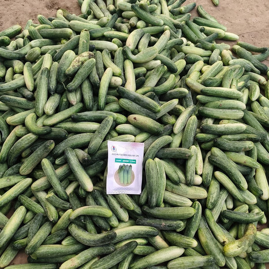 Cucumber Khushi F1 Hybrid Known You Seeds (10 Gm)