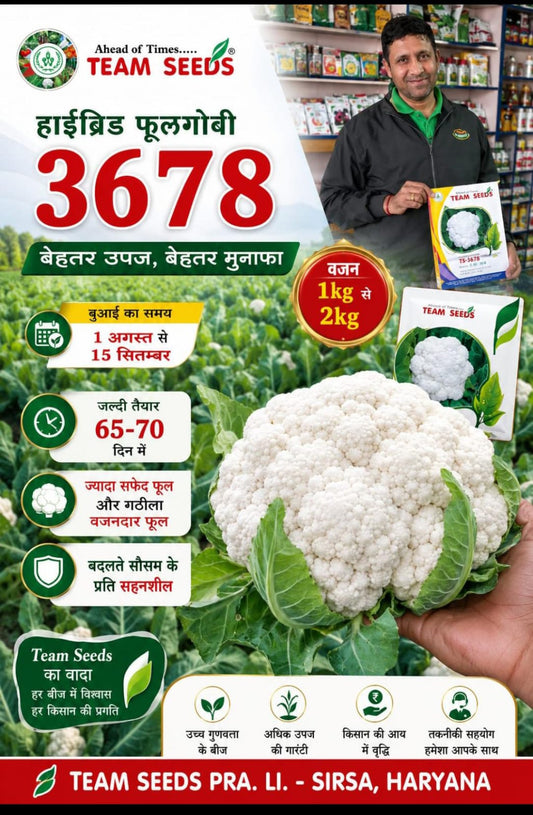 Cauliflower TS 3678 F1 Hybrid Team Seed (10Gm)