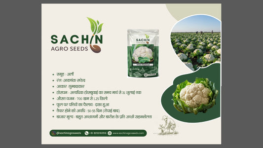 Cauliflower White Diamond Sachin Agro Seed (50Gm)