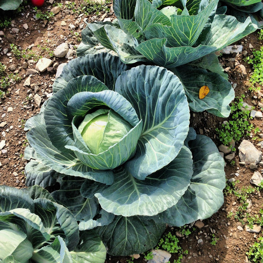 Hybrid Cabbage Seeds - Sania