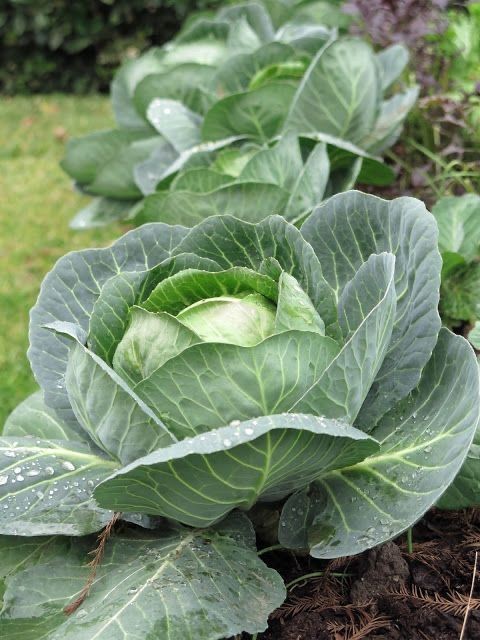 Cabbage Golden acre Pahuja seeds (100Gm) (पत्तागोभी)