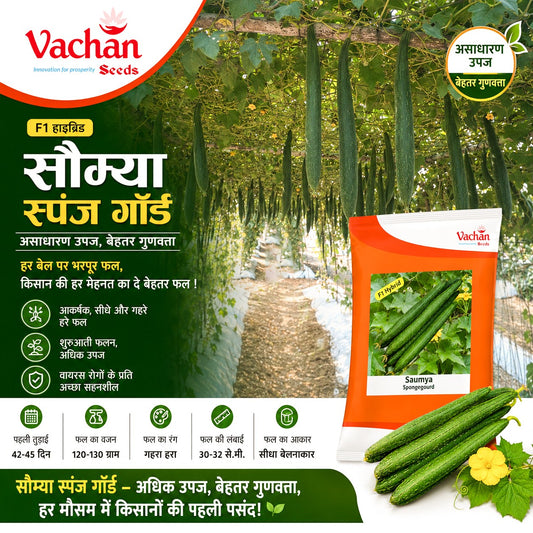 Sponge Gourd Saumya F1 Hybrid Vachan Seeds (50Gm)