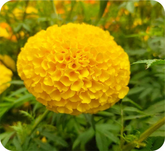 Marigold Yellow Pari F1 Hybrid Ashoka Seeds (1000 N)