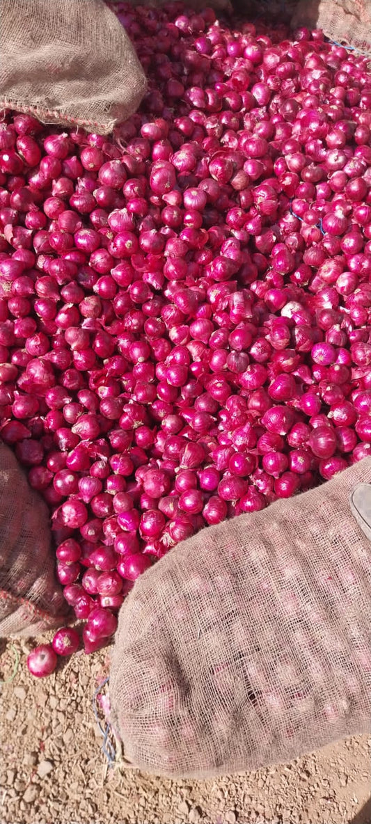 Onion USM Simbha Unisem seeds (500 gm)