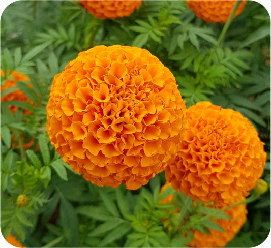 Marigold Shrigandha F1 Hybrid Ashoka Seeds (1000Seed)