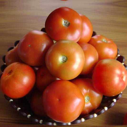 Tomato SVTD8323 F1 Hybrid Seminis (Bayer)Seeds