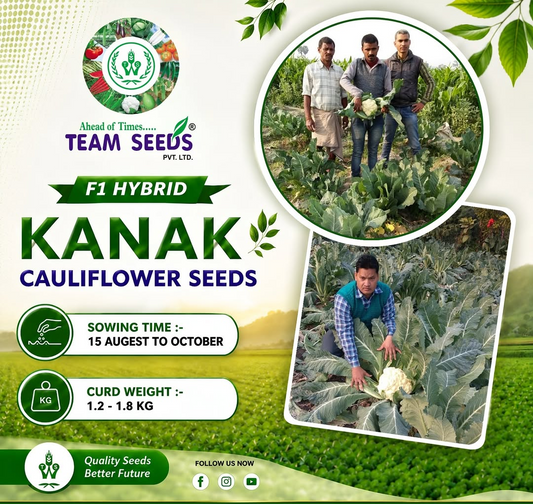 Cauliflower Kanak F1 Hybrid Team Seeds 10Gm