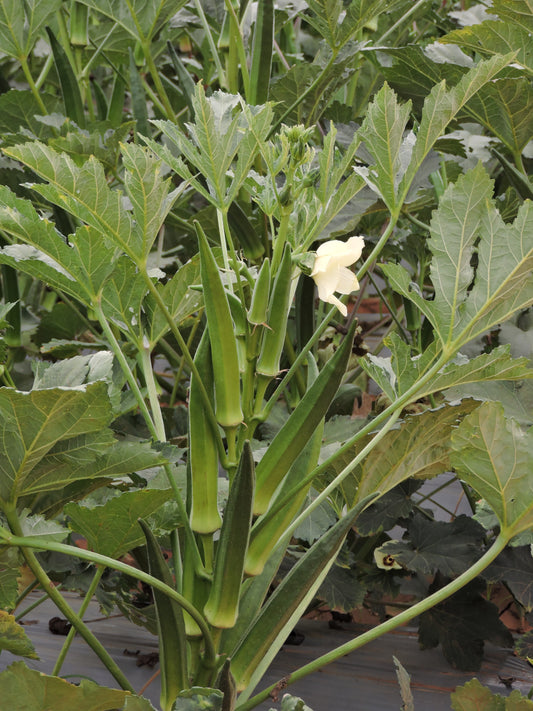 Okra SF044 F1 Hybrid Fito Seeds (250 gm)