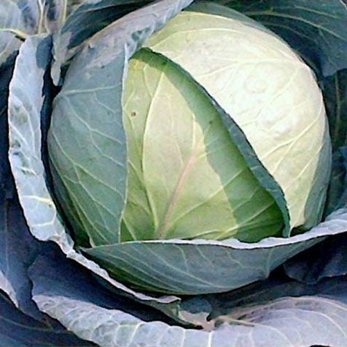 Cabbage Bharati F1 Hybrid Suttind Seeds