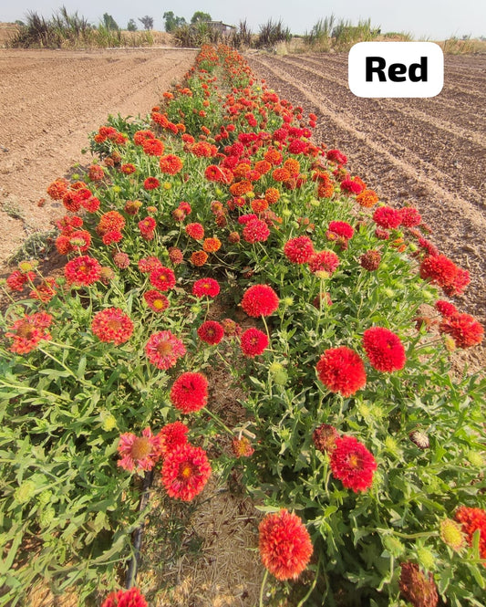 Gaillardia Navrang Shubham Sunrising Flower Seeds